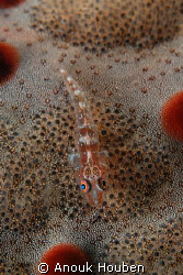 Little goby on a cushion star. Picture taken on the secon... by Anouk Houben 